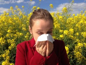 Propolis para las alergias