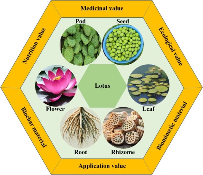 Figura1.Importancia-loto_SpringerNature