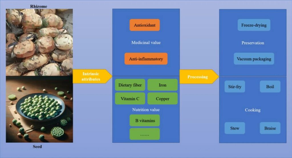 Figura2 Beneficios-nutri-y-salud-loto_SpringerNature
